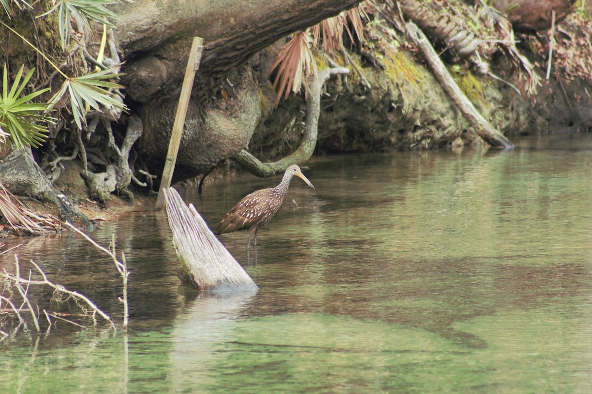 Limpkin - Ted Keen