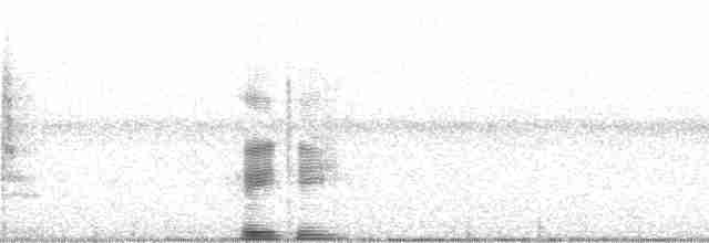 Black-capped Petrel (hasitata) - ML139296