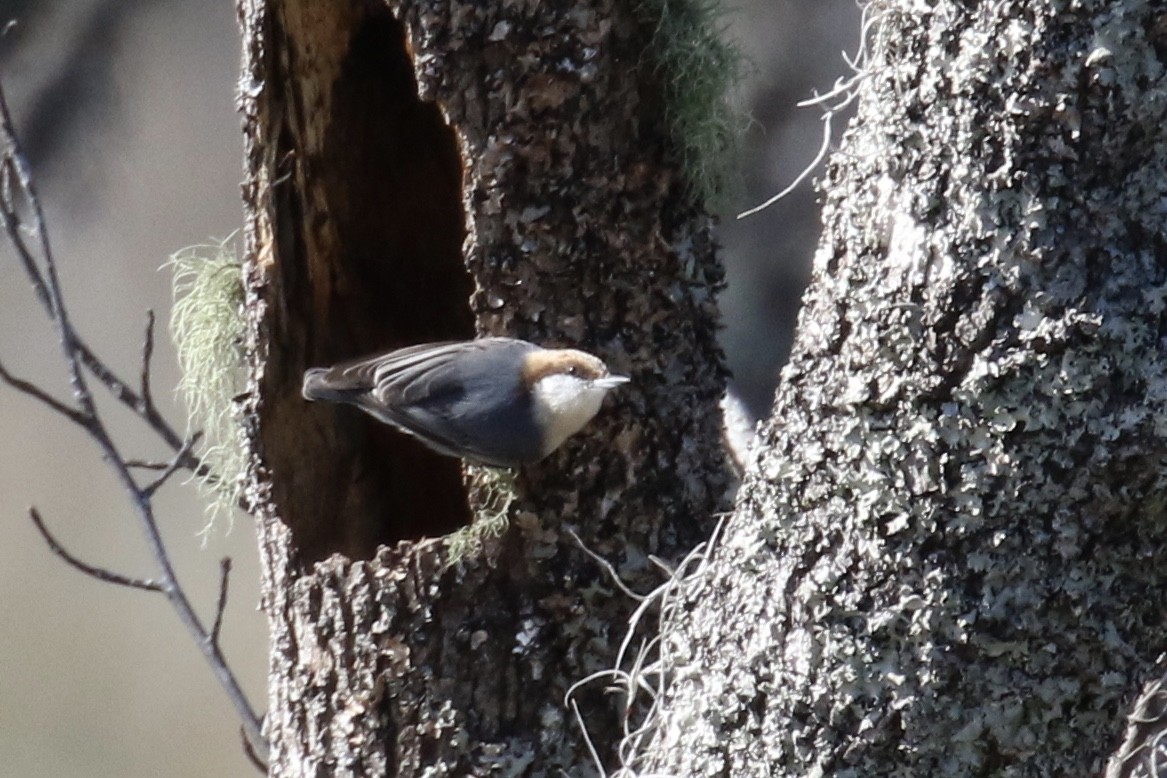 Brown-headed Nuthatch - ML139296591