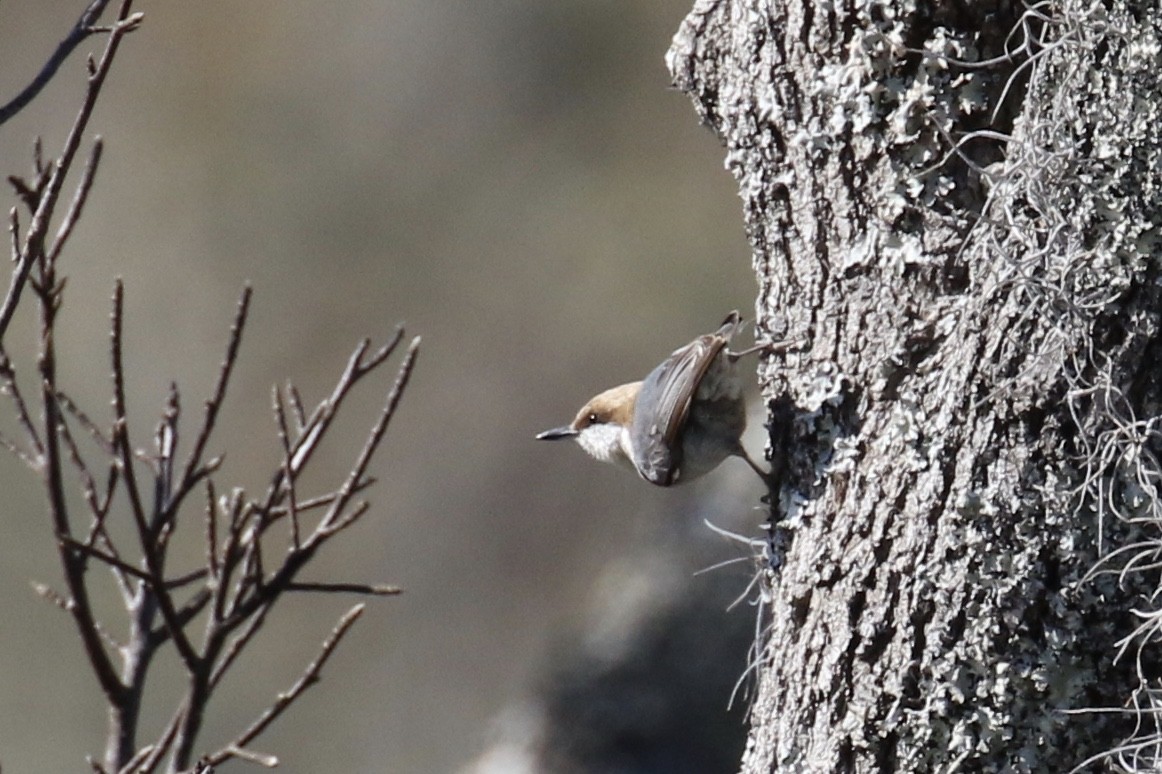 Brown-headed Nuthatch - ML139296651