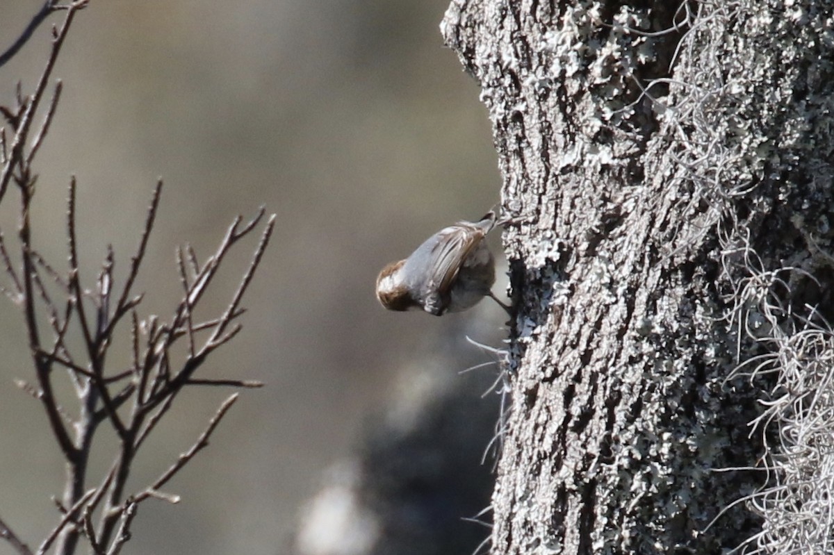 Brown-headed Nuthatch - ML139296661