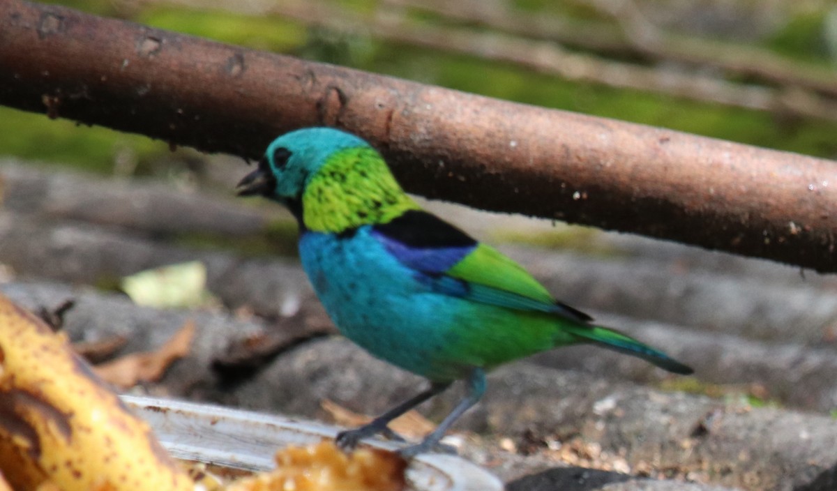 Green-headed Tanager - ML139298841