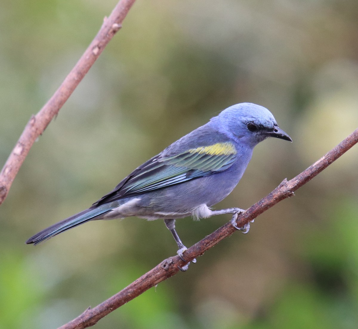 Golden-chevroned Tanager - Cesar Lacerda