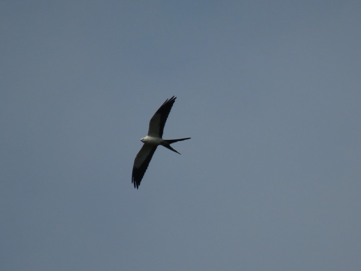 Swallow-tailed Kite - ML139301771