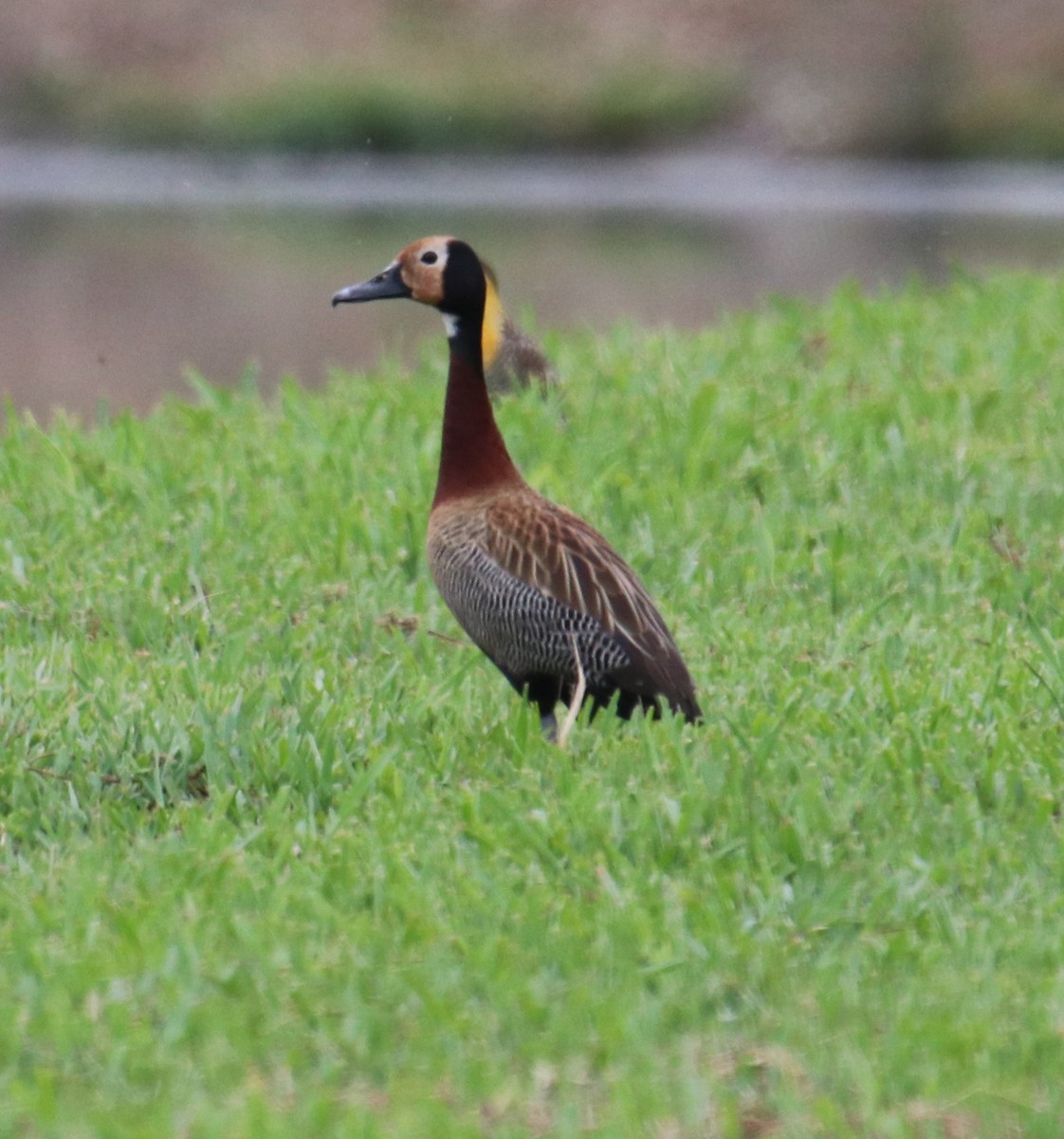 White-faced Whistling-Duck - Cesar Lacerda
