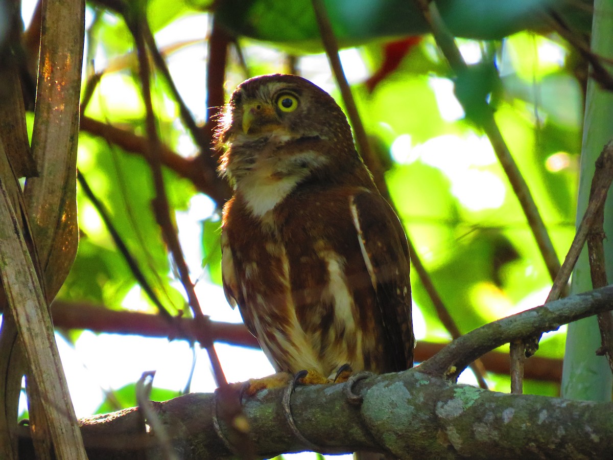 Ferruginous Pygmy-Owl - ML139303491