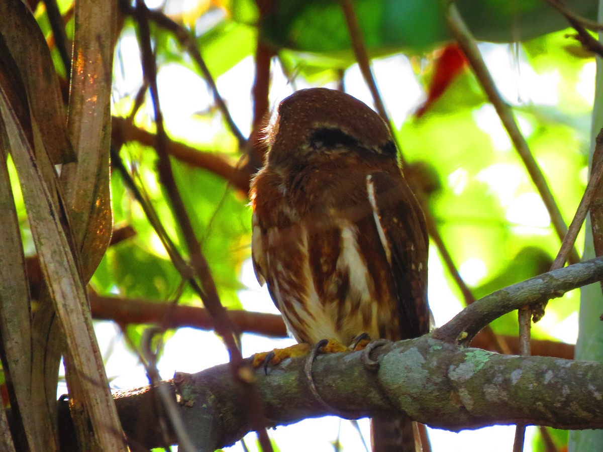 Ferruginous Pygmy-Owl - ML139303631