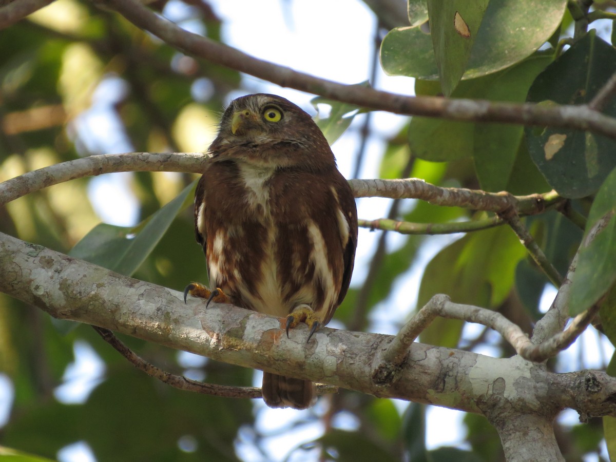 Ferruginous Pygmy-Owl - ML139303951