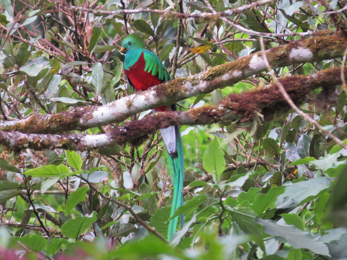 Resplendent Quetzal (Costa Rican) - Mike Cowlard