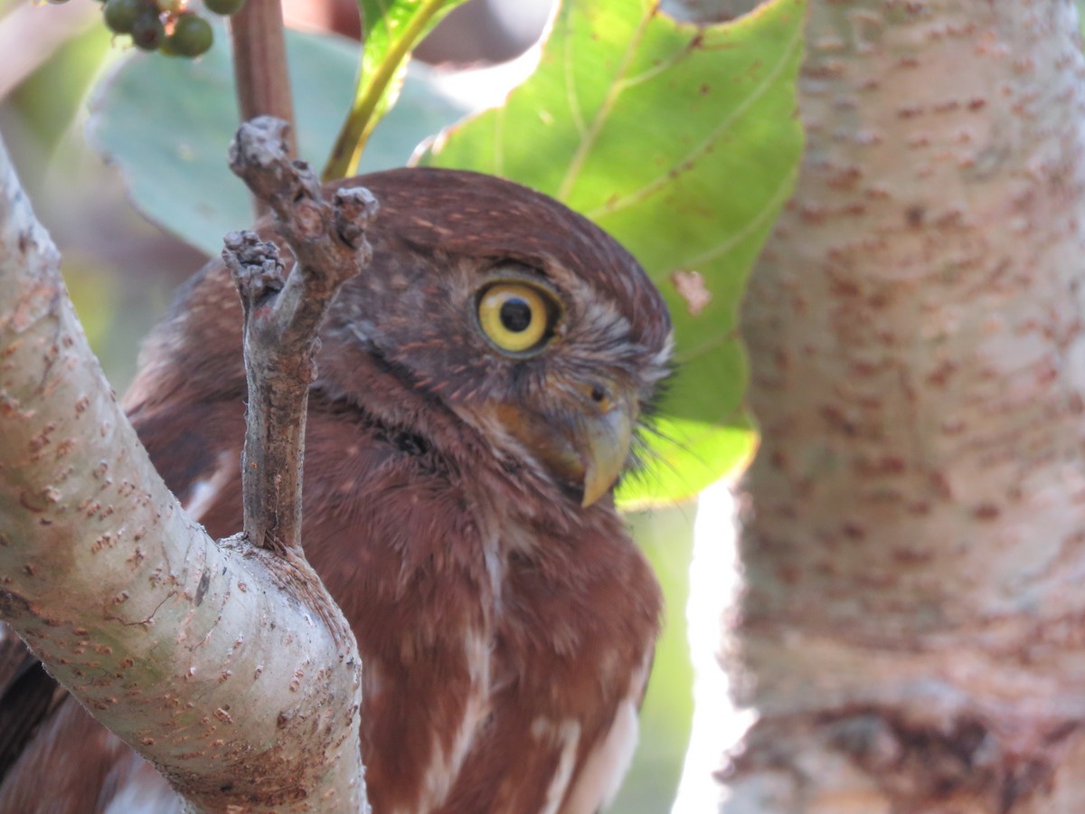 Ferruginous Pygmy-Owl - ML139304141
