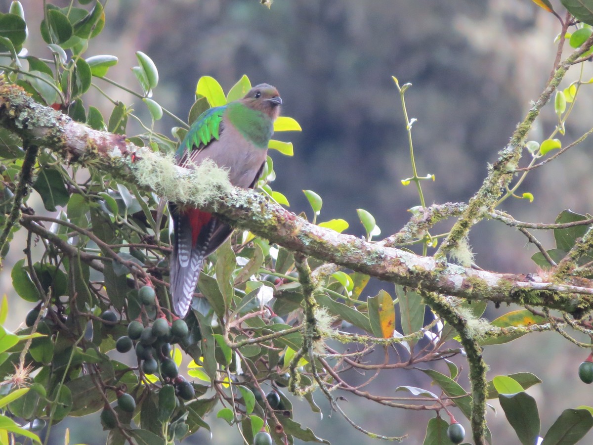 Resplendent Quetzal (Costa Rican) - ML139304731
