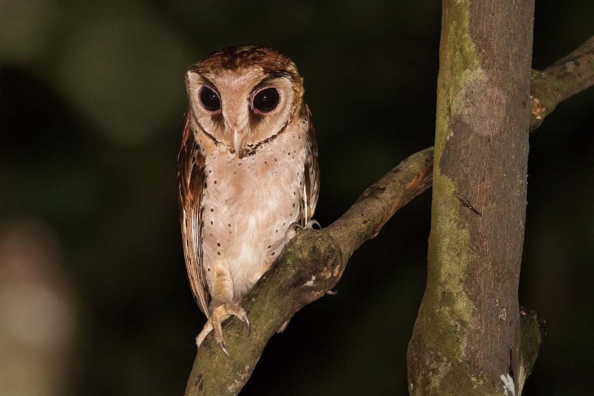 Oriental Bay-Owl - Lucas Bobay