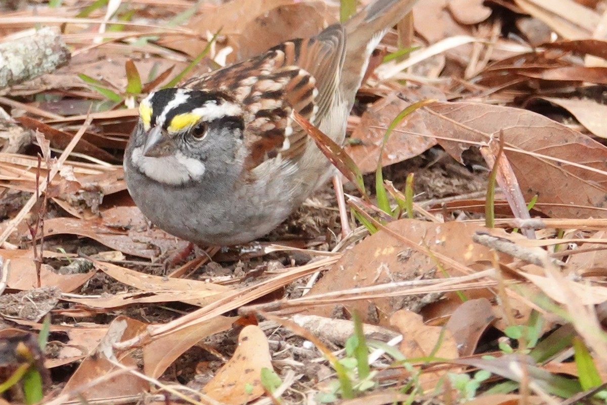 White-throated Sparrow - deborah grimes