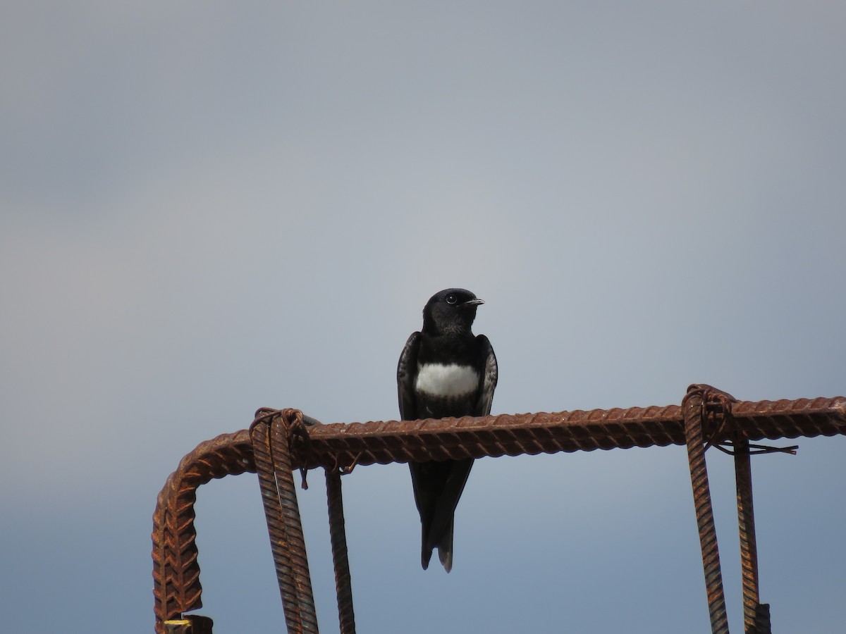 White-banded Swallow - ML139310011