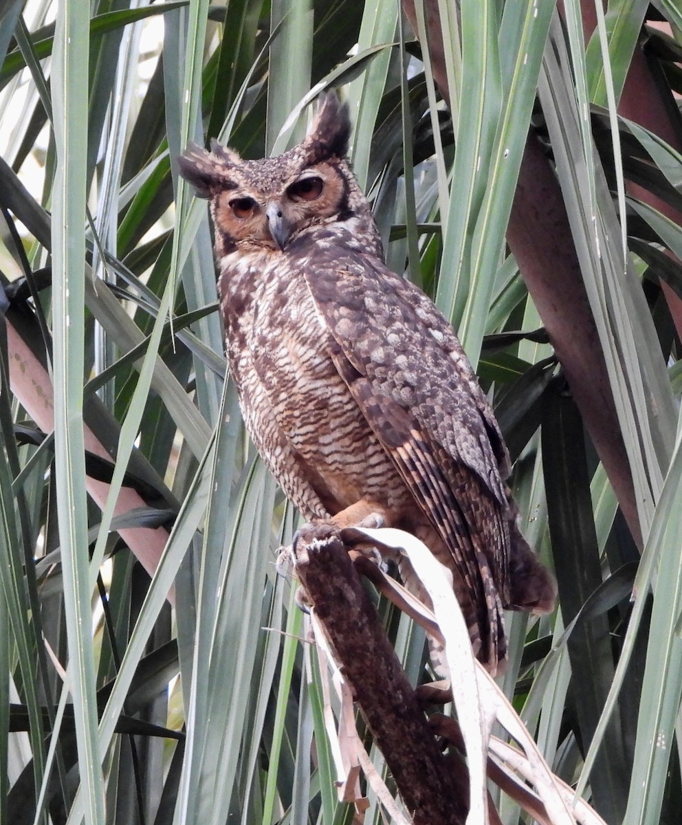 Great Horned Owl - ML139312791