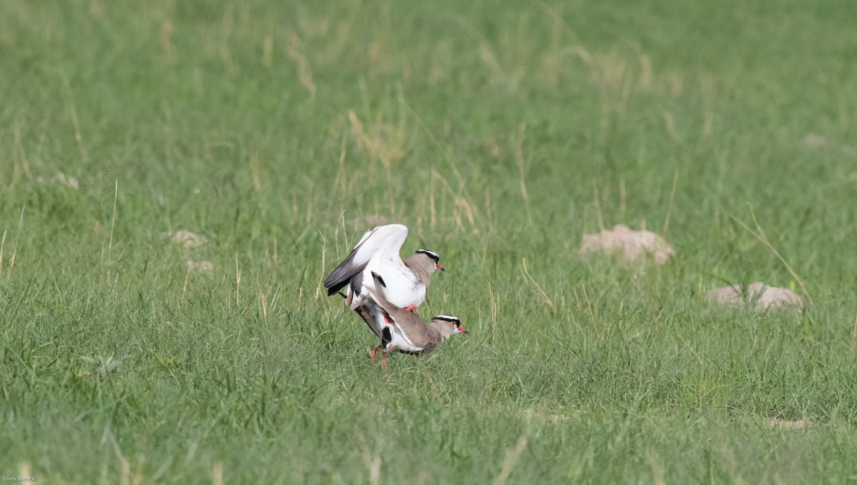 Crowned Lapwing - ML139313221