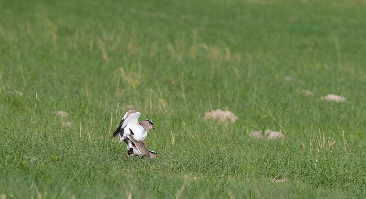 Crowned Lapwing - ML139313261