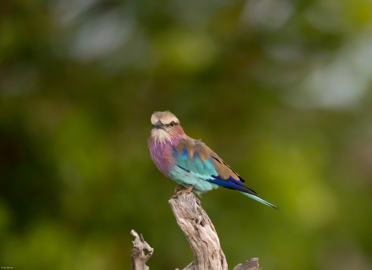 Lilac-breasted Roller - ML139314481