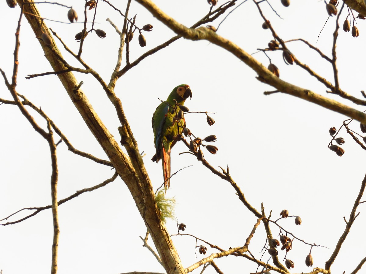 Chestnut-fronted Macaw - ML139314491
