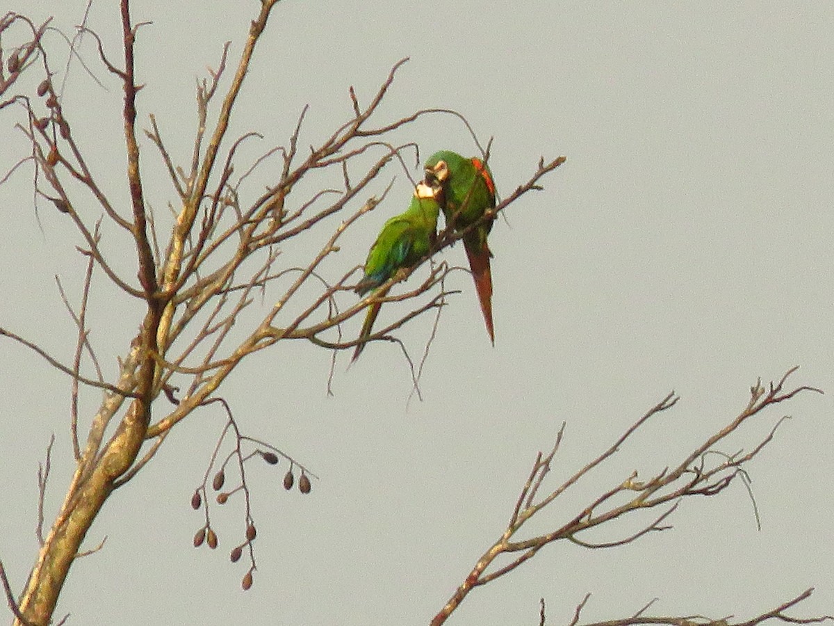 Chestnut-fronted Macaw - ML139314681