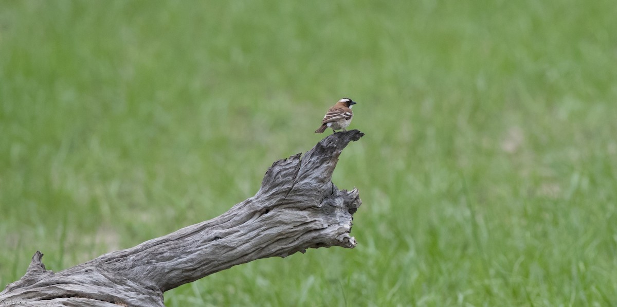 White-browed Sparrow-Weaver - Vivek Menon