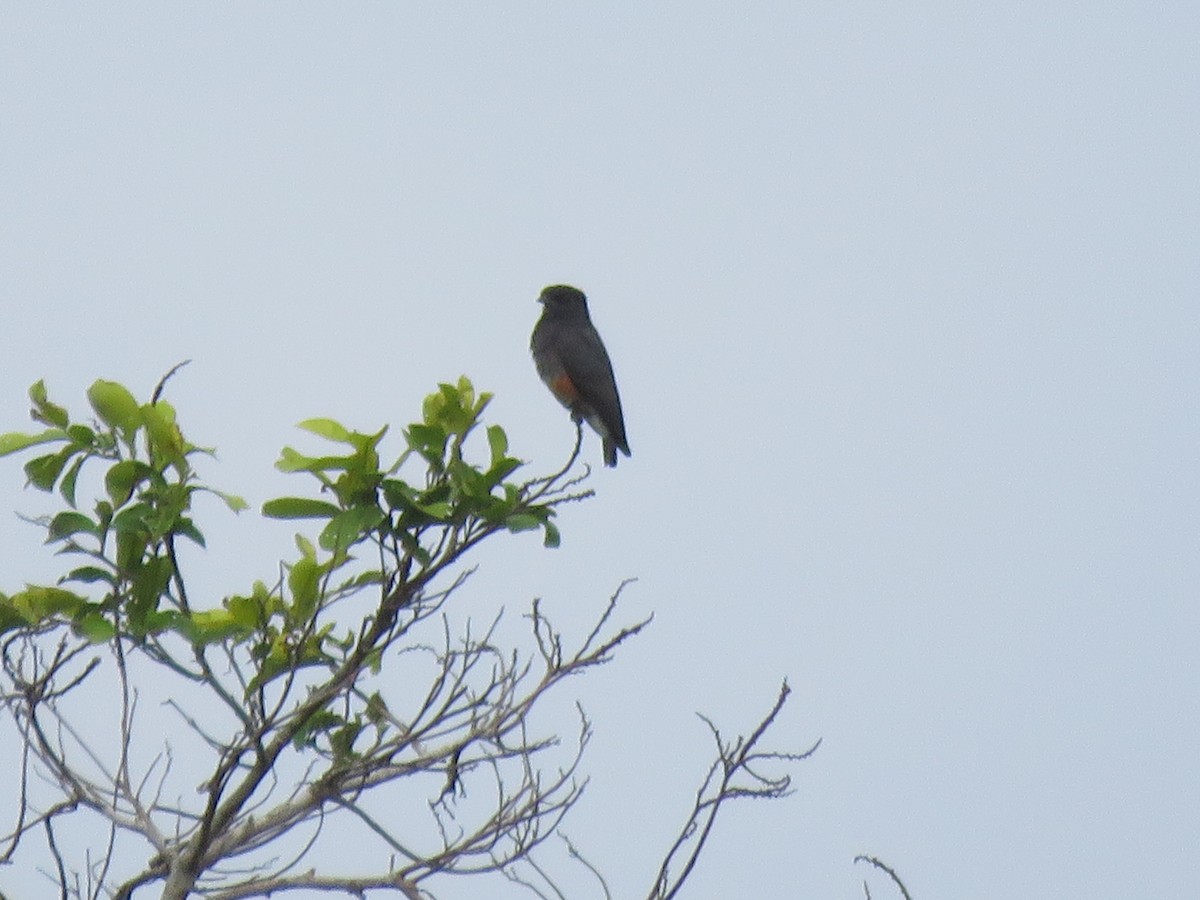 Swallow-winged Puffbird - ML139315361