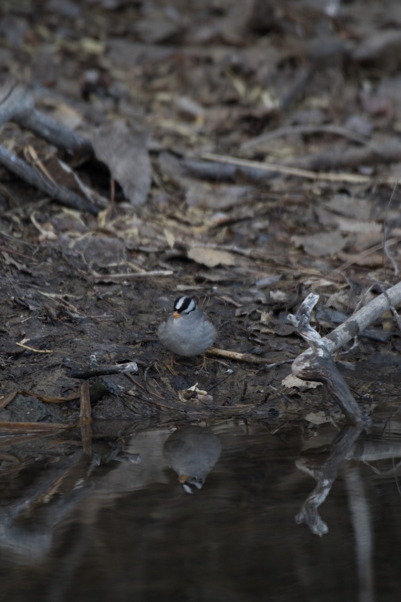 White-crowned Sparrow (Gambel's) - Ian Hearn