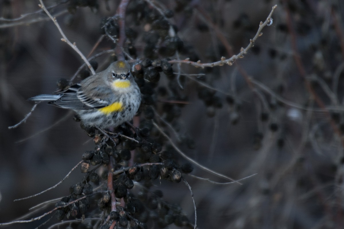 Yellow-rumped Warbler (Myrtle x Audubon's) - Ian Hearn