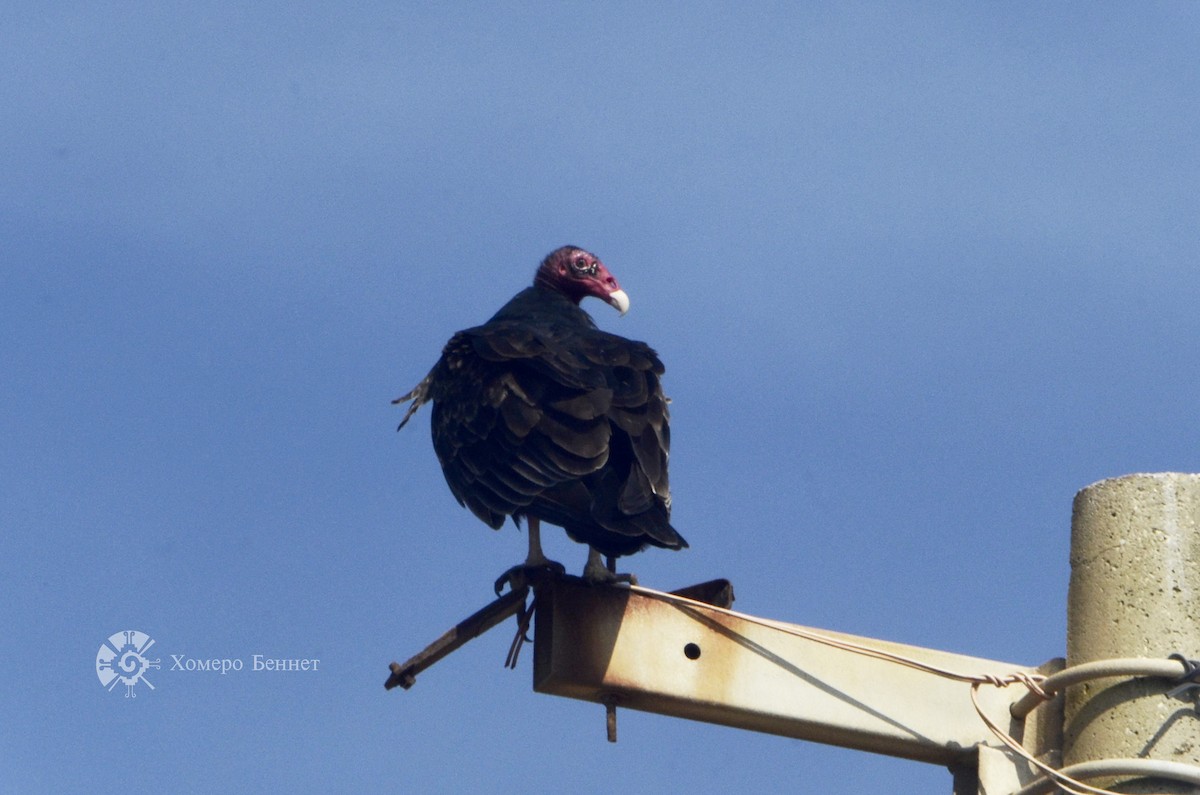 Turkey Vulture - Bennet Homero