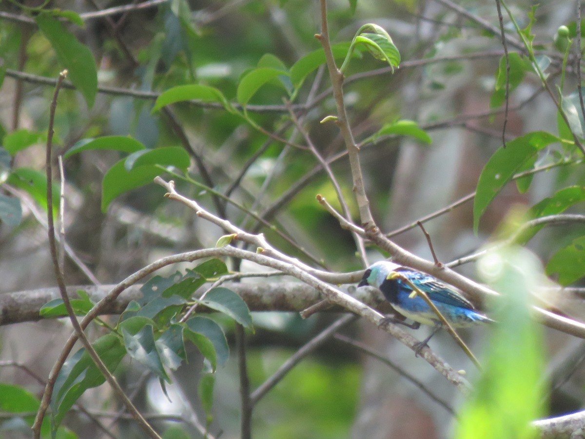 Masked Tanager - ML139316541