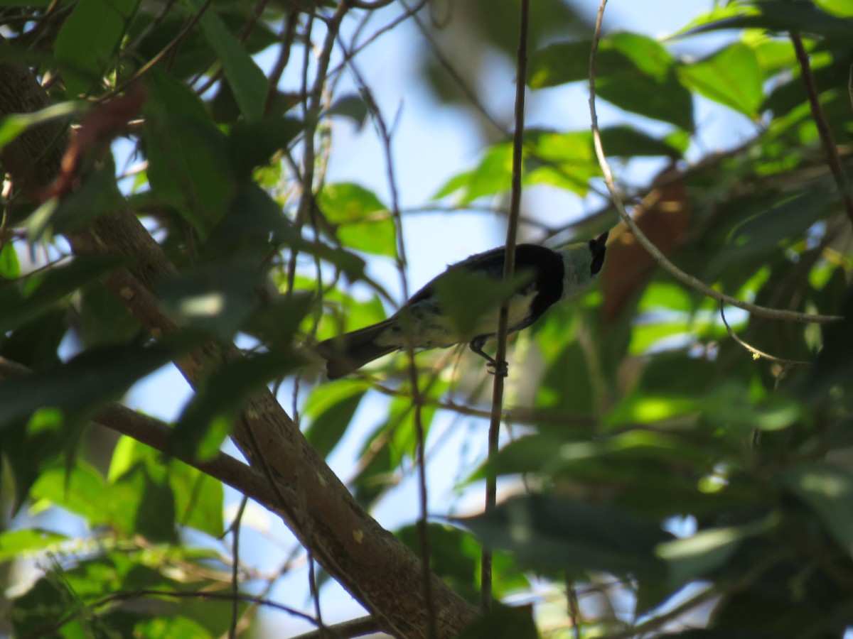 Masked Tanager - ML139316831