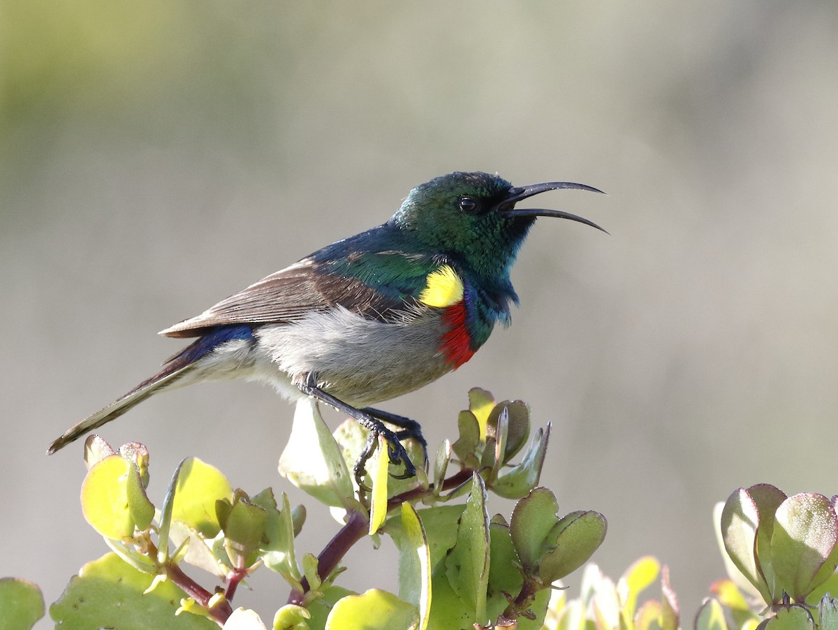 Southern Double-collared Sunbird - Dave Curtis
