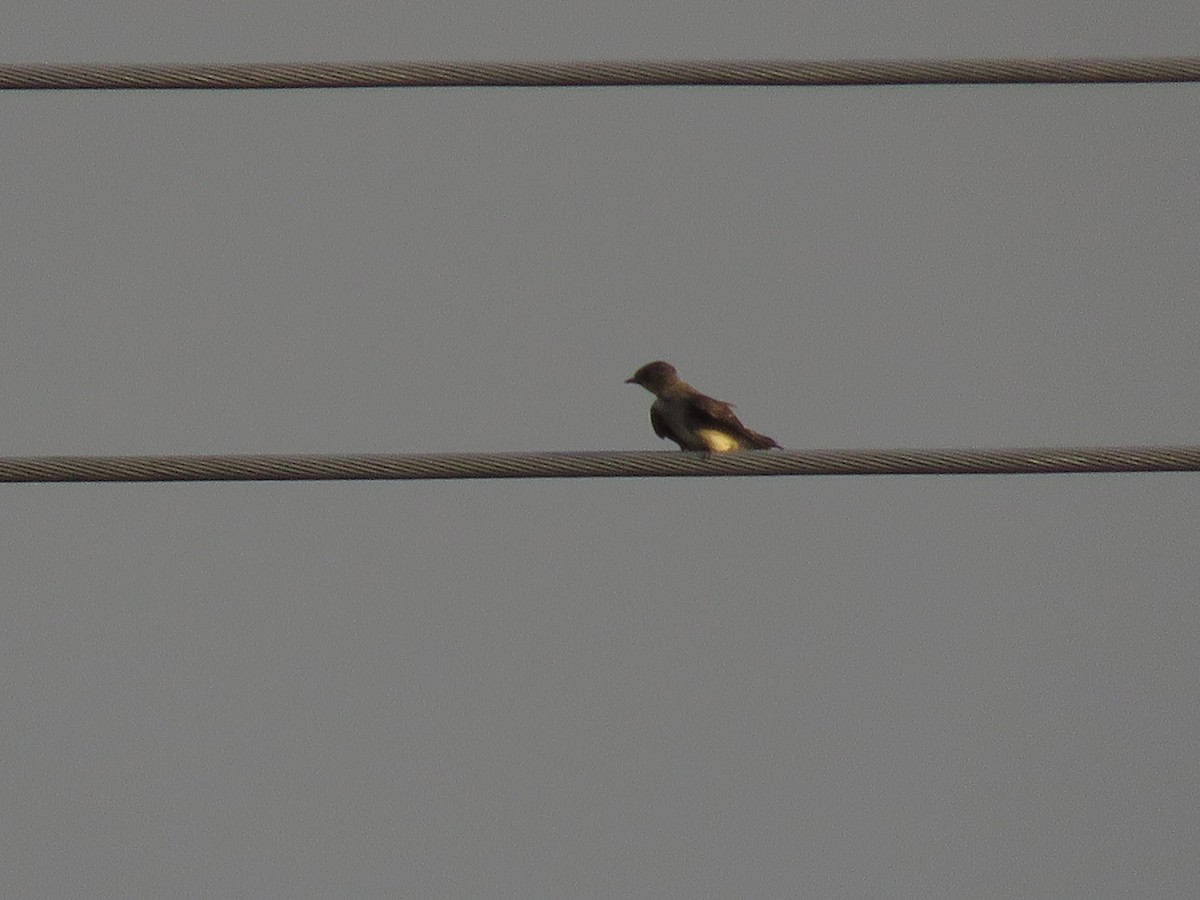Southern Rough-winged Swallow - ML139318571