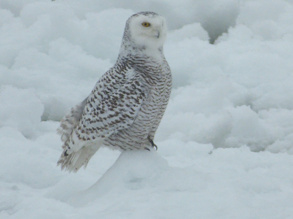 Snowy Owl - ML139319421