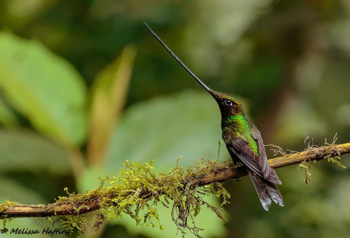 Sword-billed Hummingbird - ML139320121
