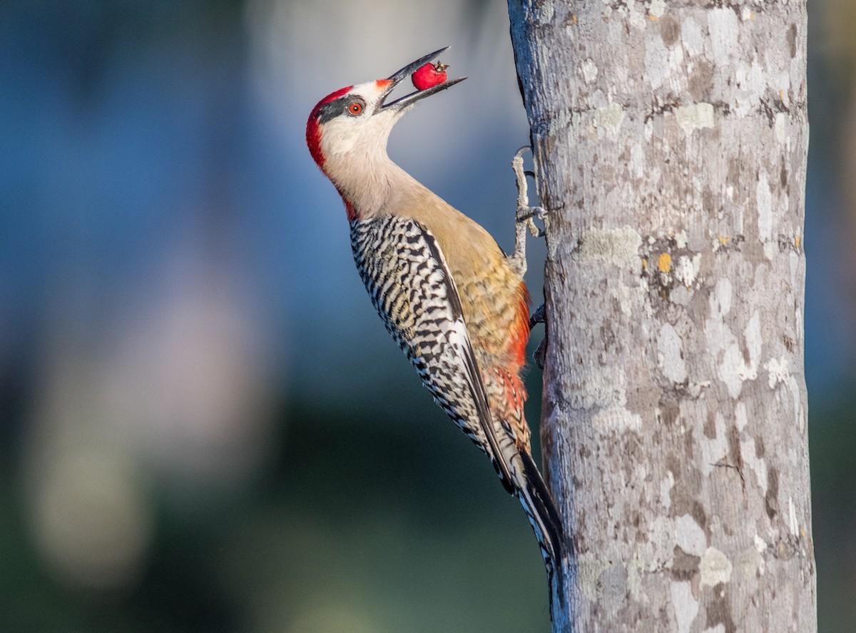 West Indian Woodpecker - Simon Boivin