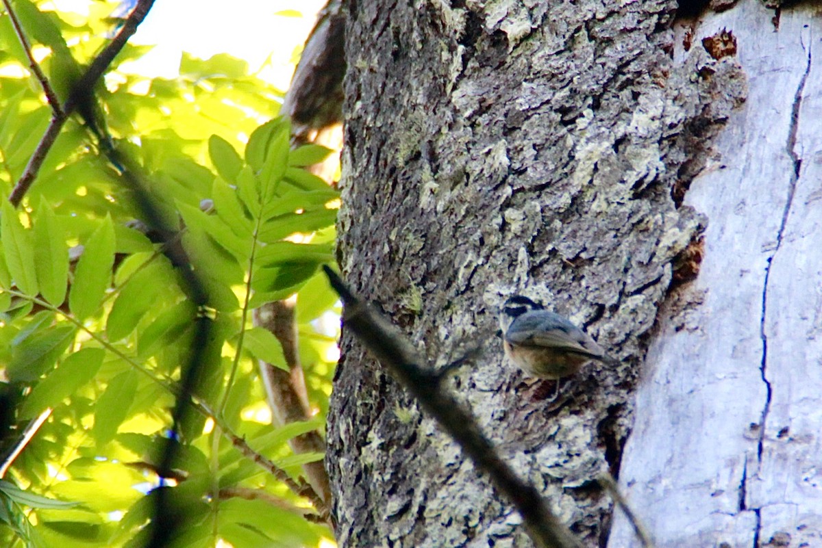 Red-breasted Nuthatch - ML139321761