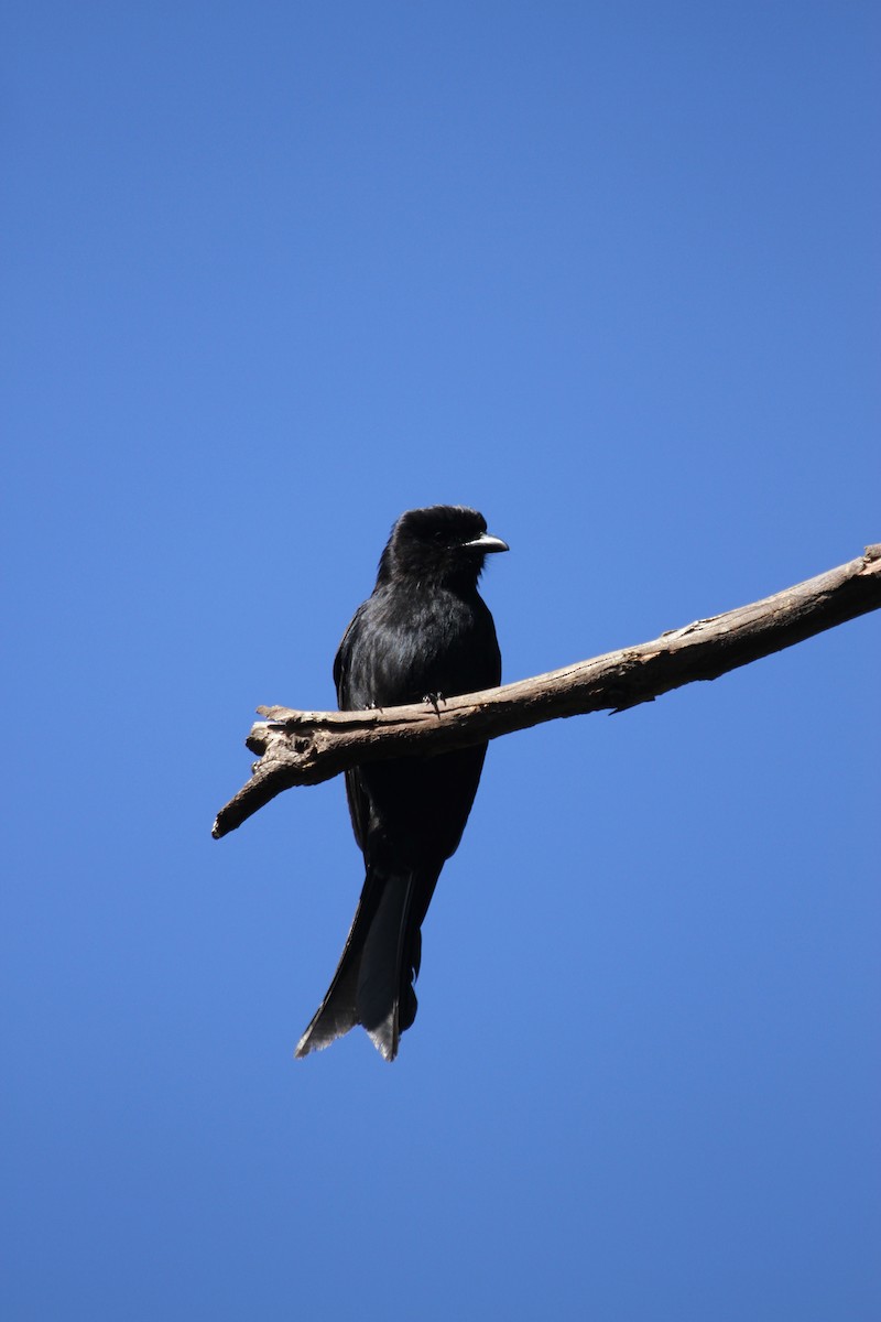 Fork-tailed Drongo - Will Sweet