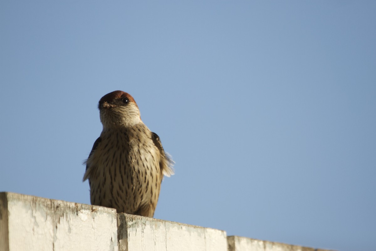 Greater Striped Swallow - ML139325071