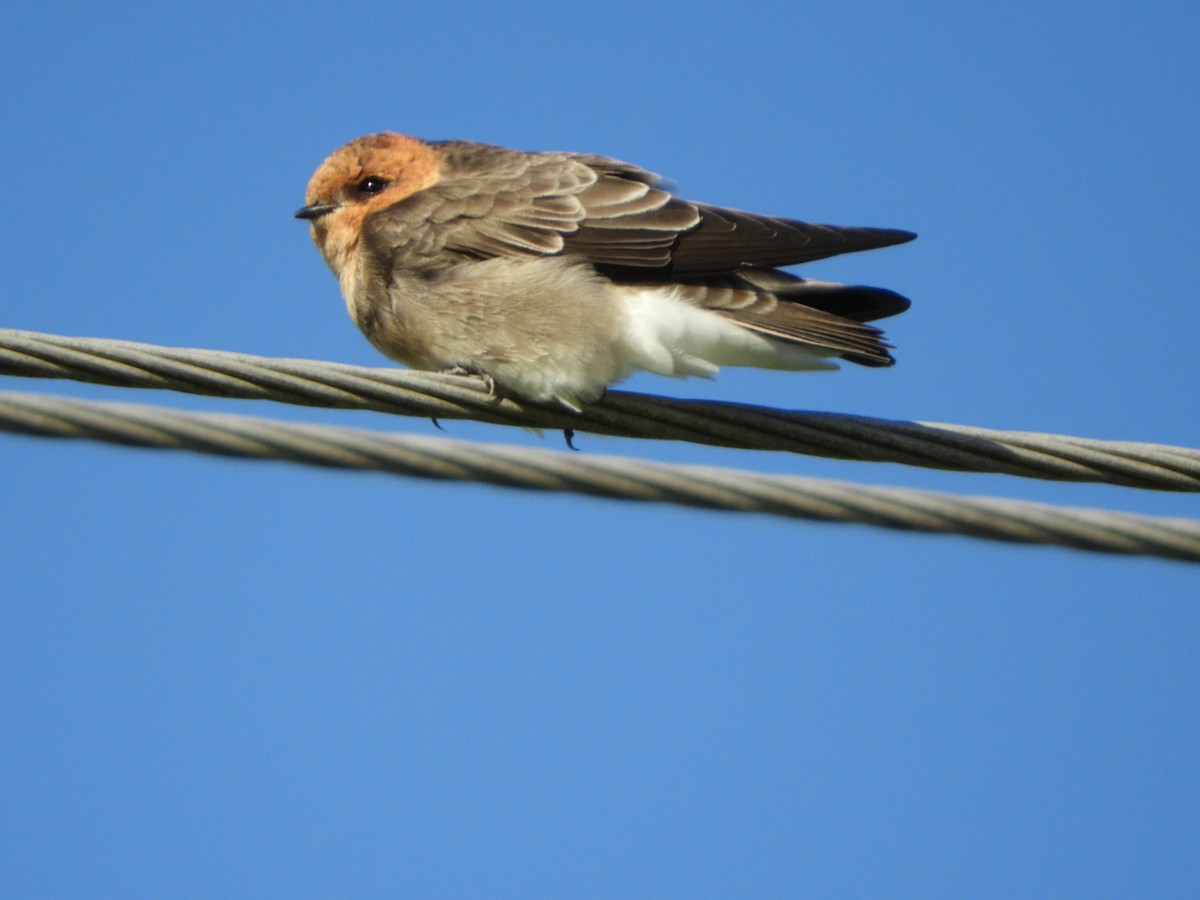 Tawny-headed Swallow - ML139326321