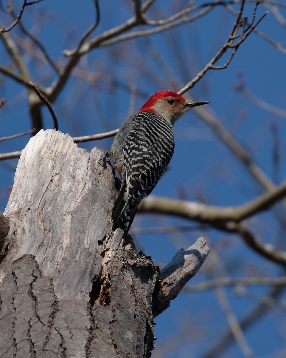Red-bellied Woodpecker - Philip LoCicero