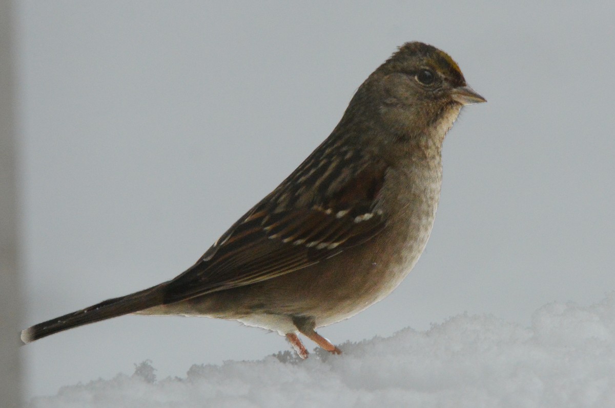Golden-crowned Sparrow - ML139329111