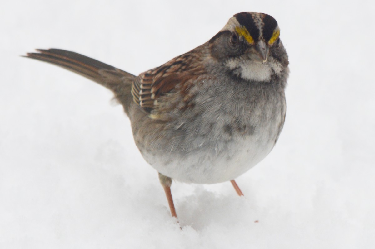 White-throated Sparrow - ML139329201