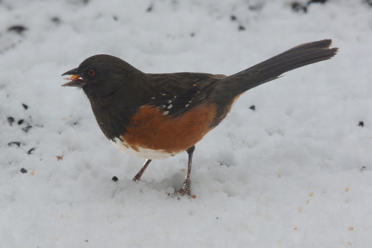 Spotted Towhee - ML139329251
