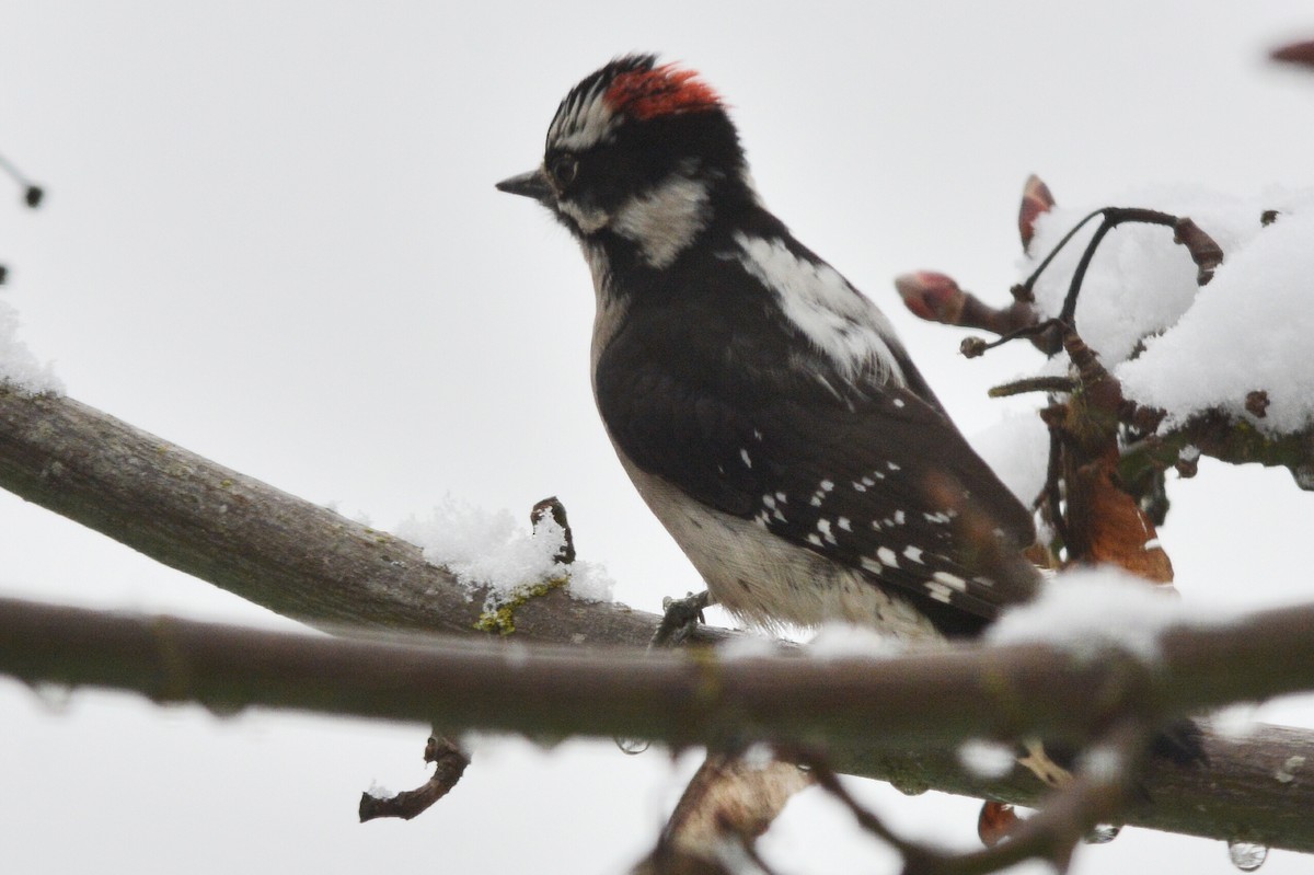 Downy Woodpecker (Pacific) - ML139329731