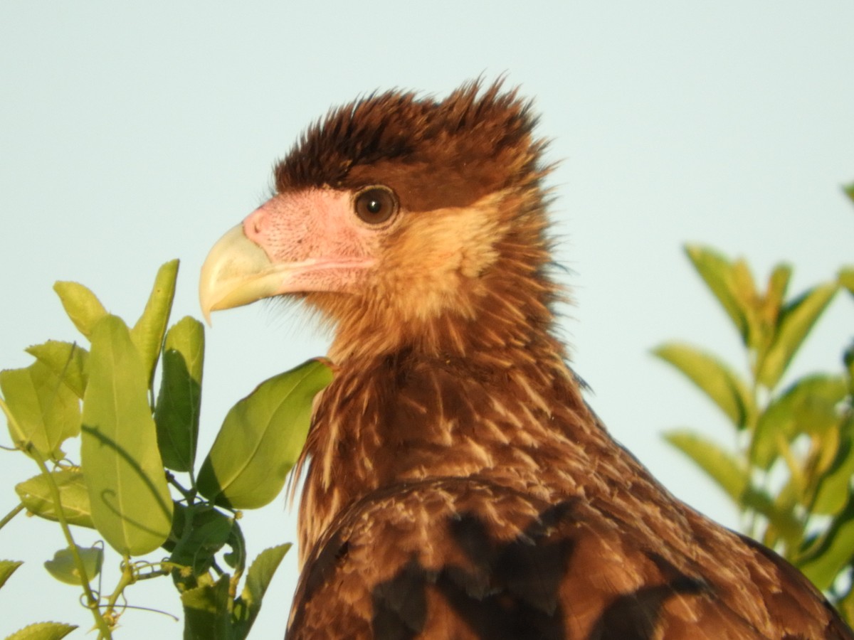 Crested Caracara (Southern) - Silvia Enggist