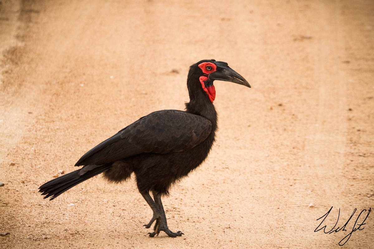 Southern Ground-Hornbill - Will Sweet