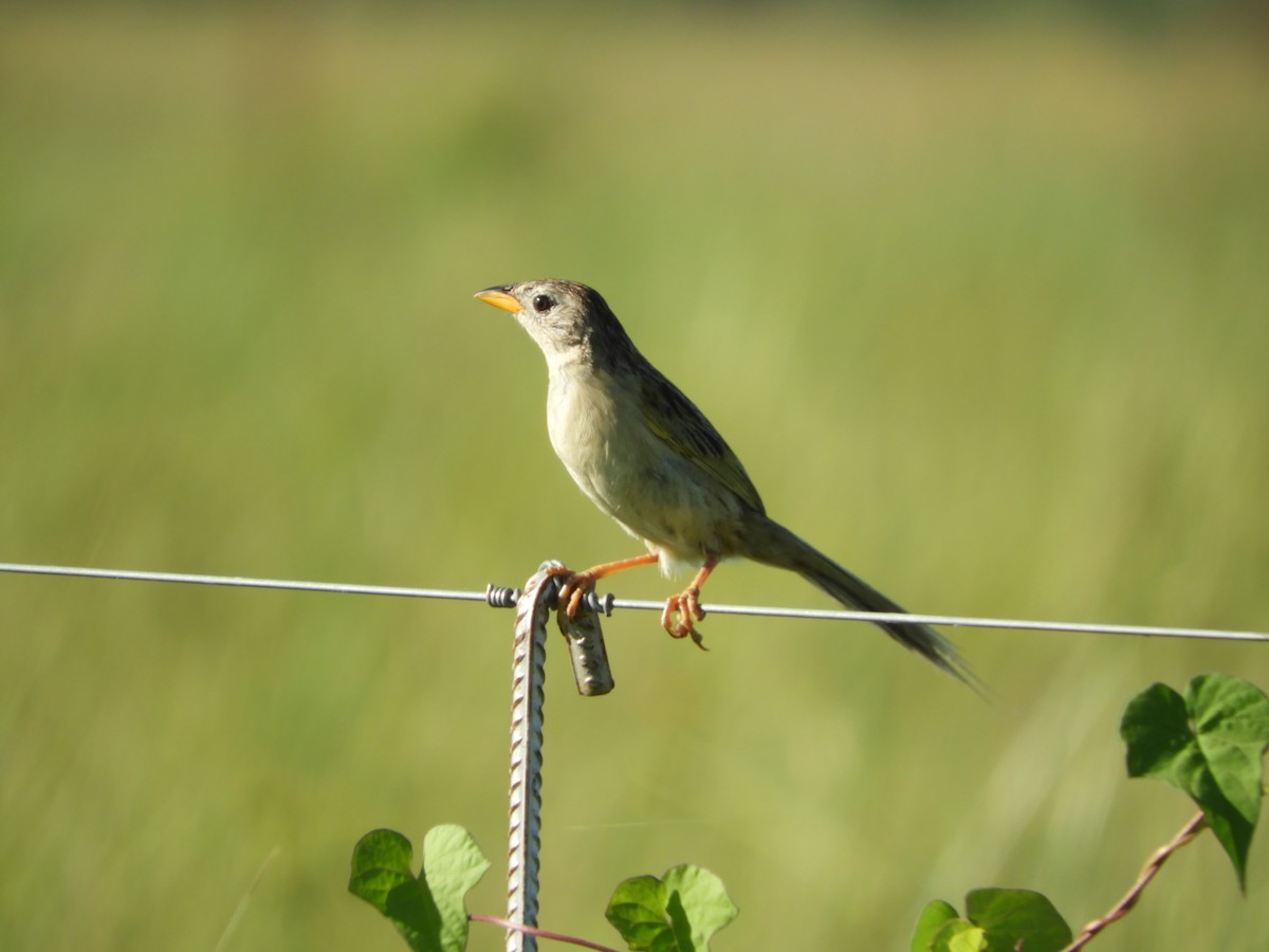 Wedge-tailed Grass-Finch - ML139330551