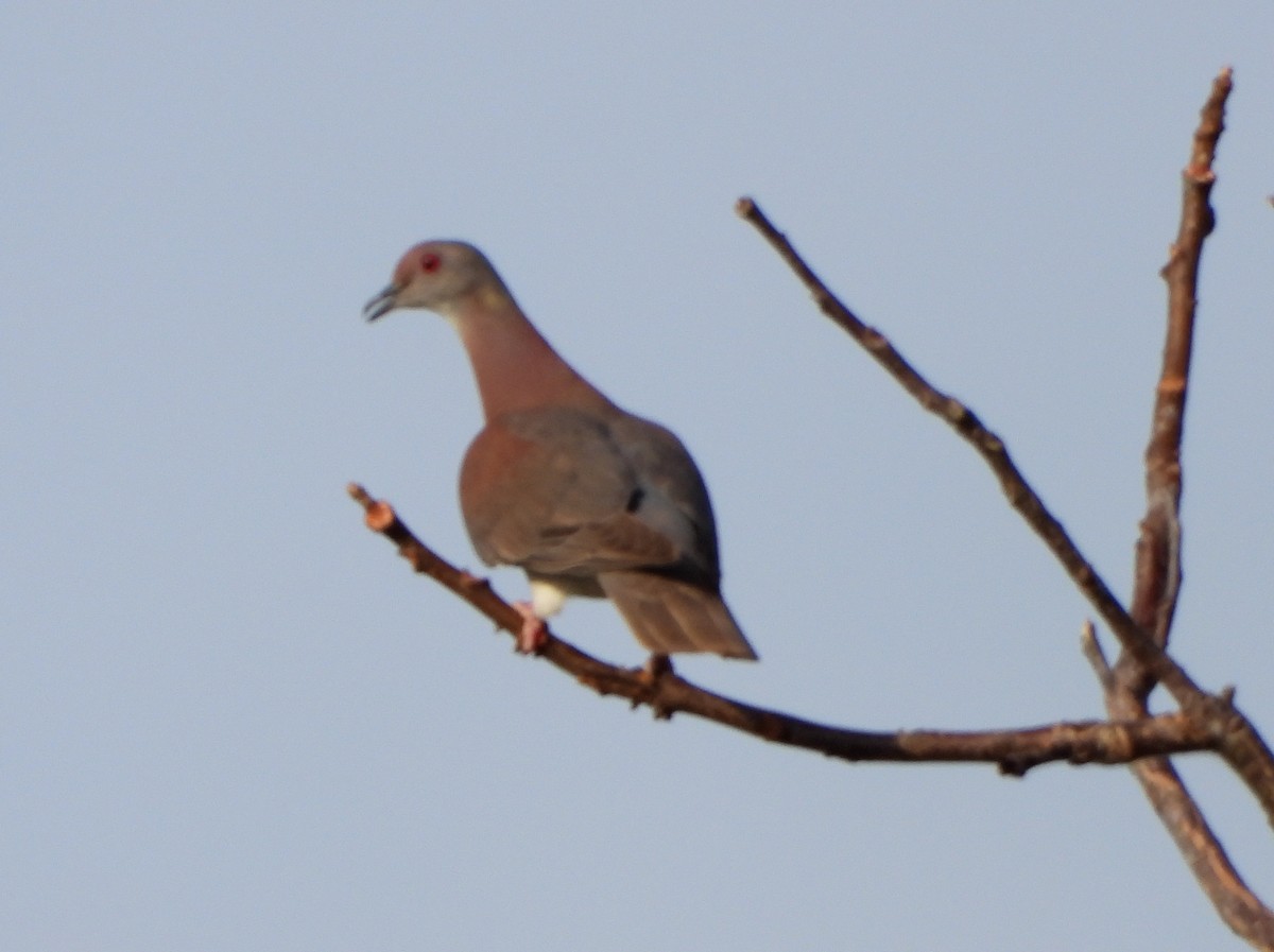 Pale-vented Pigeon - Lauri Taylor