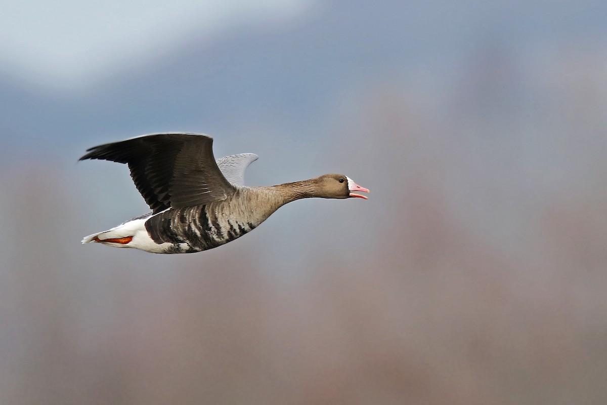 Greater White-fronted Goose - Volker Hesse